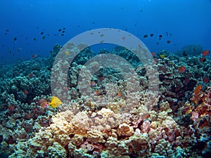 Hawaiian Reef Scene in Kona