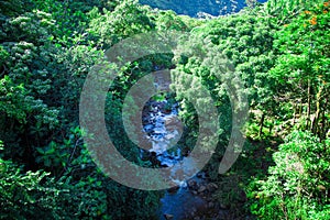 Hawaiian River Surrounded by thick trees like a Mountain Jungle