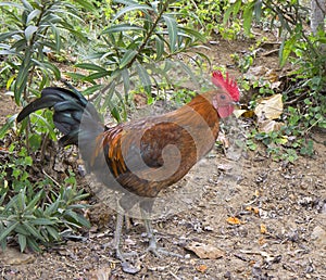 Hawaiian rooster