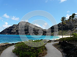 Hawaiian scene with palm tree