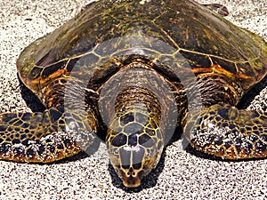 Hawaiian Sea Turtle