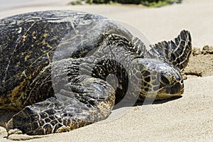 Hawaiian Sea Turtle