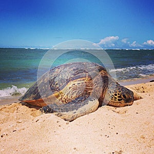 Hawaiian Sea Turtle on beach