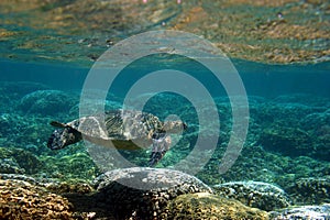 Hawaiano il mare tartaruga sotto superficie 