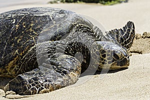 Hawaiian Sea Turtle photo