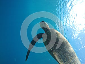 Hawaiian Sea Turtle Swimming Underwater
