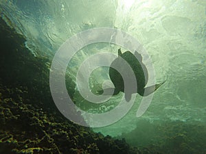Hawaiian Sea Turtle Swimming Underwater
