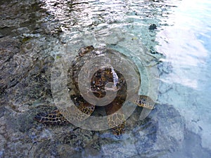 Hawaiian Sea Turtle swims above the rocks the waters