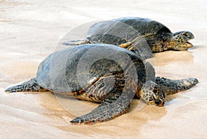 Hawaiian Sea Turtles img