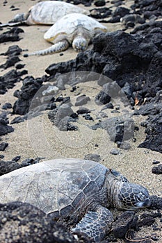 Hawaiian sea turtles photo