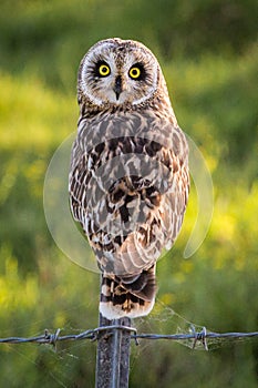 Hawaiian Short-Eared Owl aka Pueo