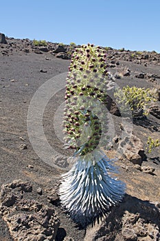 Hawaiian Silversword photo