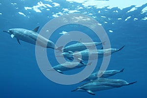 Hawaiian Spinner Dolphin