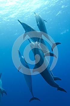 Hawaiian Spinner Dolphin