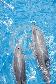 Hawaiian Spinner Dolphins