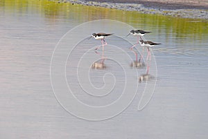 Hawaiian Stilts