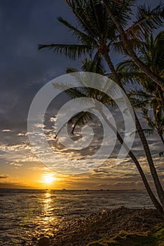 Hawaiian Sunset and Palm Trees