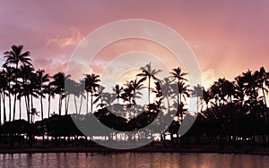 Hawaiian sunset palms