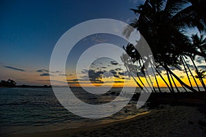 Hawaiian sunset with tropical palm tree silhouettes