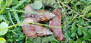 Hawaiian terestisl snails snuggle with leaf