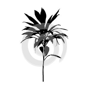 Hawaiian Ti Plant black silhouett