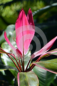 Havajský rostlina 