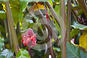 Hawaiian Torch Ginger, Maui