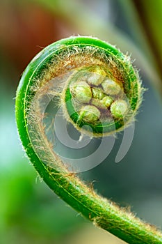 Hawaiian tree fern fiddlehead unfurling in selective focus with blurred background