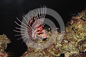 Hawaiian Turkeyfish