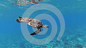 Hawaiian turtle underwater