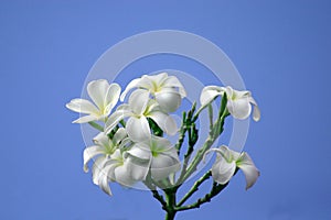 Hawaiian White Plumeria flowers on a bush with a blue sky