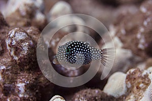 Hawaiian Whitespotted Puffer on Coral Reef