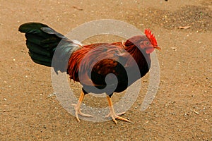 Hawaiian Wild Rooster