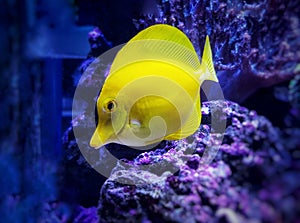 Hawaiian Yellow Tang Fish - Zebrasoma flavescens
