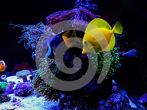 Hawaiian Yellow Tang Fish - Zebrasoma flavescens photo