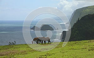 Hawaiin mules grazing