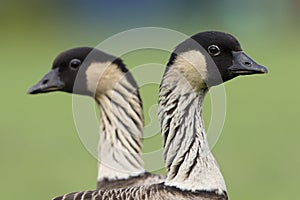 HawaÃ¯gans, Hawaiian Goose, Branta sandvicensis