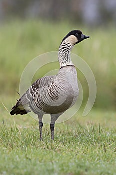 HawaÃ¯gans, Hawaiian Goose, Branta sandvicensis