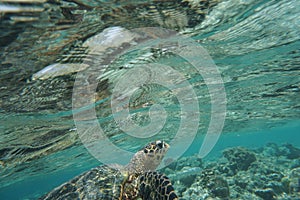 Hawcksbill sea turtle Eretmochelys imbricata