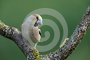 Hawfinch