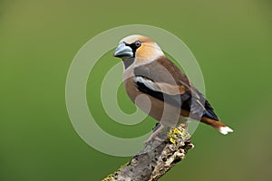 Hawfinch