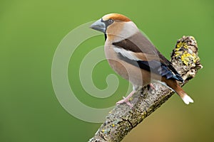 Hawfinch