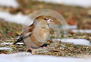 Hawfinch