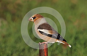 Hawfinch