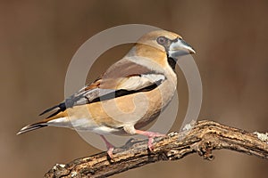 Hawfinch