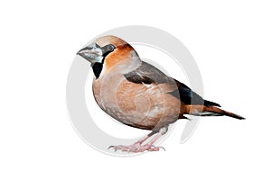 Hawfinch