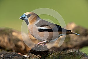 Hawfinch