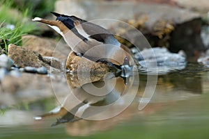 Hawfinch