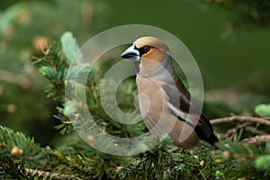 Hawfinch