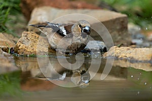 Hawfinch